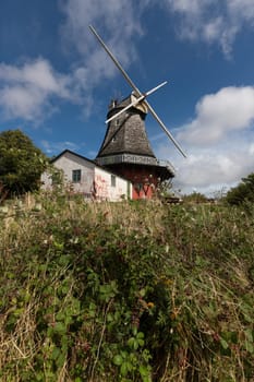 Old windmill hidden behind blackberry hedges