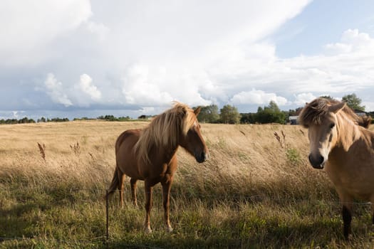 Two horses in the pasture in the evening light