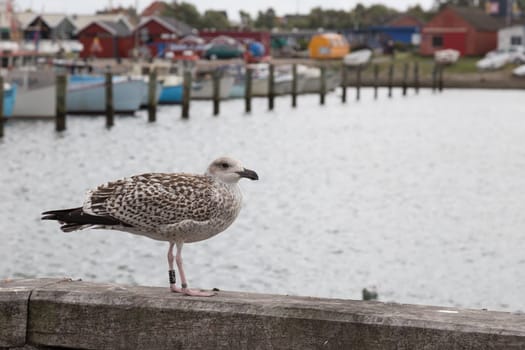 Large seagull on the quay in the port of Bagenkop