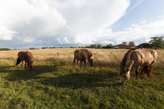 Three horses in the pasture at the Baltic Sea on Langeland