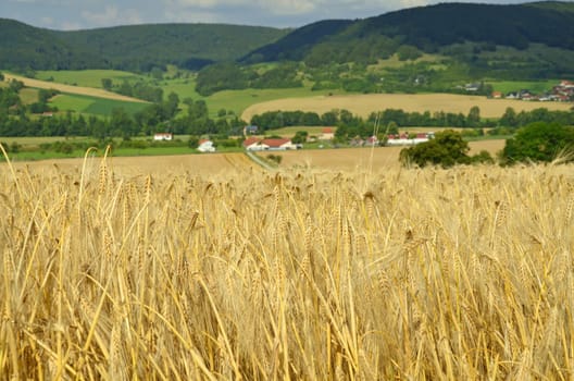 Barley
