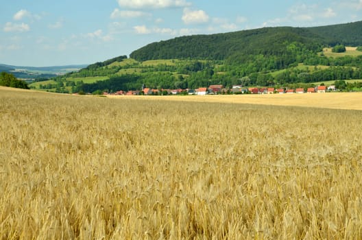 Barley