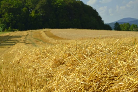fresh straw