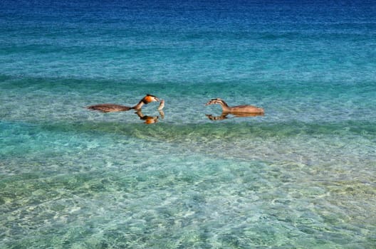 Two duck birds in bright blue water with fish in their beak.