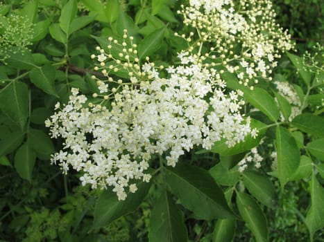 Elderflower