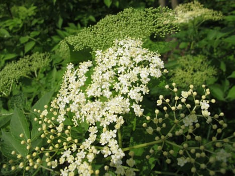 Elderflower