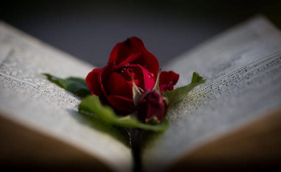 Bible