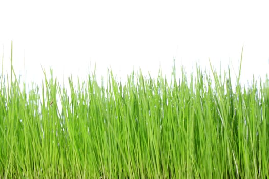 green meadow with white background as close-up