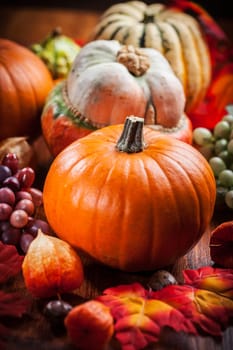 Traditional pumpkins for Thanksgiving and Halloween in warm colors
