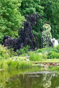 The photograph of a garden pond with plants,water lilies and reflections.