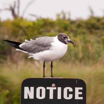 seagull standing on a notice sign at the beach