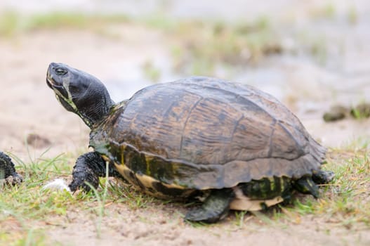 turtles feedign on the sandy beach