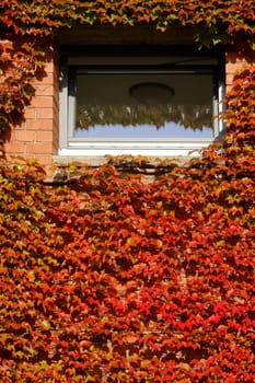 The photograph of autumnally coloured red vine leaves on a brick facade.