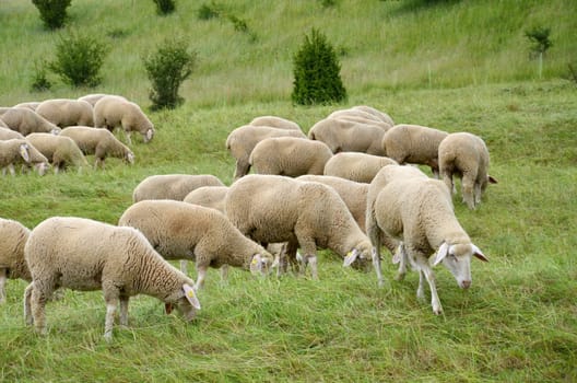 Flock