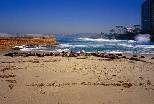 Seal on beach in La Jolla, California