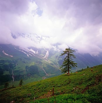 Alpine scenery with cattle in Austria