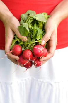 Fresh organic radishes in hand
