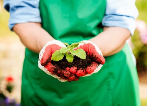 Woman holding small plant in hands
