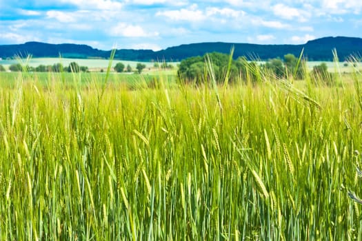 Landscape composed of a barley field in the foreground