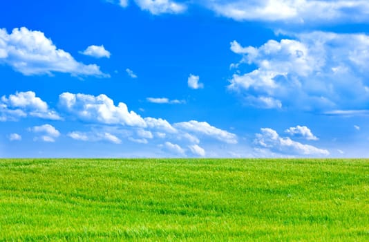 Contrast between a barley field and a cloudy blue sky