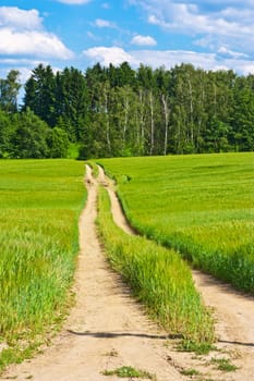 A little road crossing a field of barley in summer