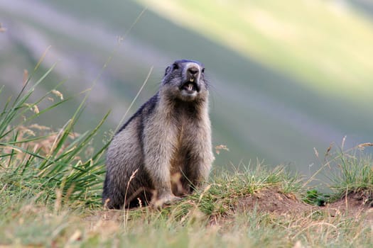 Marmot in the mountains