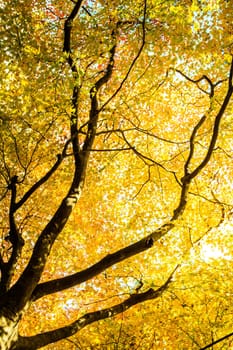 Red leaves of the maple in autumn for adv or others purpose use