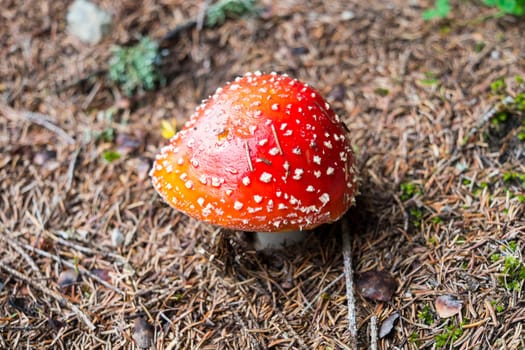 Shallow depth of field shot of red Amanita Muscaria mushroom with white dots.
