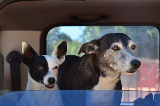 dog car ride