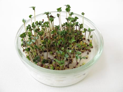Sprout broccoli
