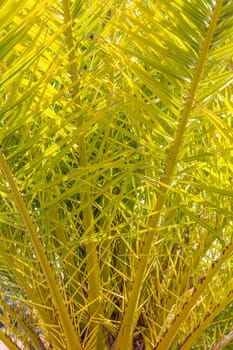 Palm,Santa Cruz,Tenerife,Spain