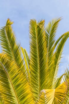 Palm,Santa Cruz,Tenerife,Spain