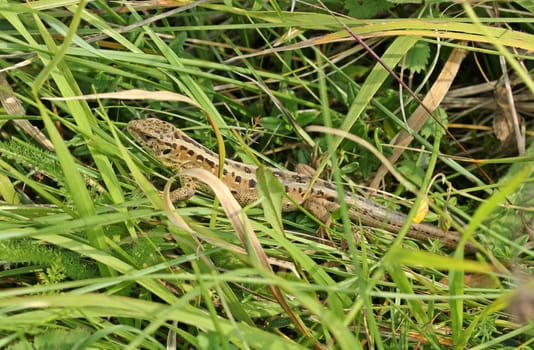 Female fence lizard (Lacerta agilis)