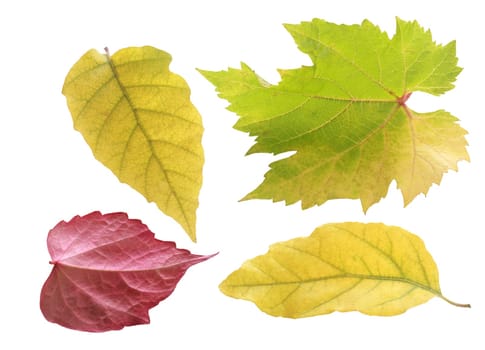 Trio of pretty pastel colored autumn leaves in green and yellow in different shapes with one red leaf viewed on its underside, isolated on white