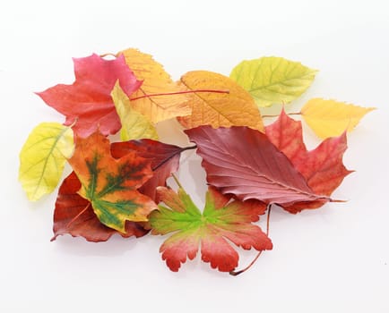 Heap of colorful faded autumn leaves starting to wither and decay showing the changing season and the beauty of nature on a white background