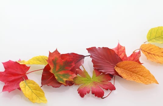 Various Colorful Autumn Leaves from Different Trees in Row on White Background