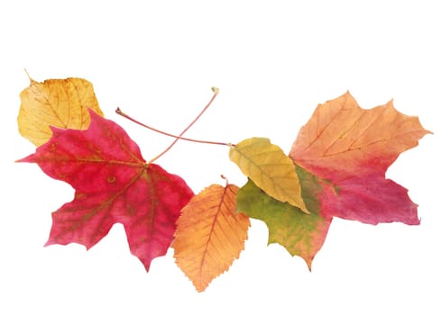 Fanned arrangement of beautiful colorful autmn or fall leaves in a variety of shapes and colors isolated on white with copyspace