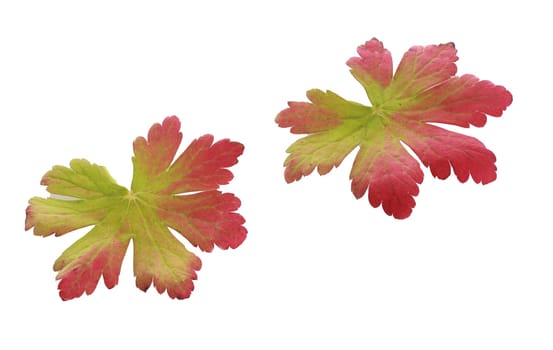 Two colorful bicolor autumn leaves showing the change from green to red with the changing weather and season isolated on white