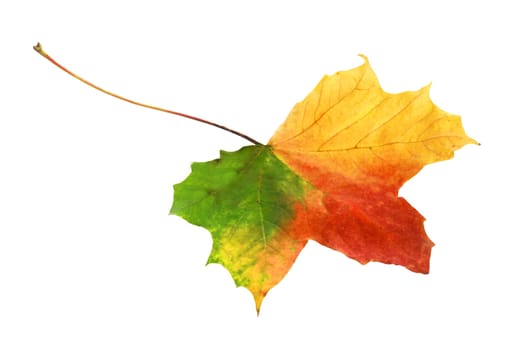 Beautiful bright vibrant tricolor autumn leaf in shades of red, green and yellow showing the changing of the seasons isolated on a white background