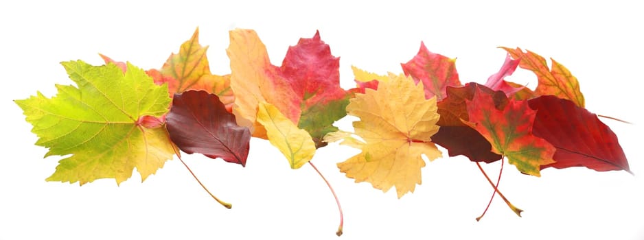 Horizontal banner of colorful autumn or fall leaves of diverse colors and shapes showing the changing seasons arranged in a decorative row isolated on white