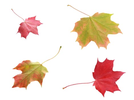 Four colorful variegated autumn leaves viewed from above and below in shades of red and green showing the changing colors with the change in season, isolated on white