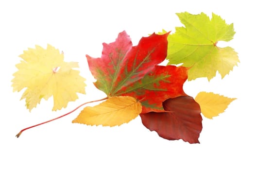 Vibrant red autumn leaf amongst a selection of leaves in yellow and green showing the colorful palette of the fall season, isolated on white
