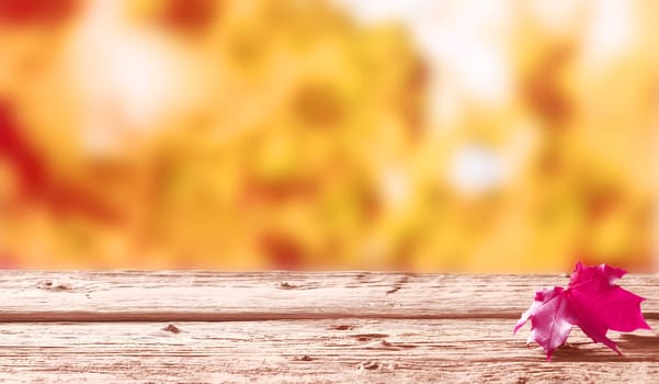 Single red autumn leaf on a rustic wooden table outdoors in a colorful garden with golden orange fall foliage with shallow dof and copyspace