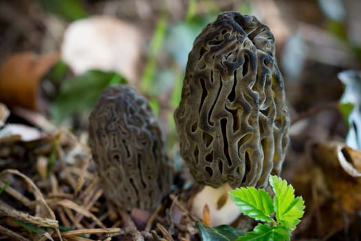 Morels