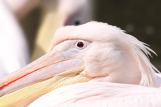 Pink Pelikan Rests in the Midday Sun