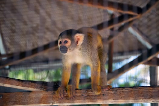 A pet spider monkey is standing on a plank in cage looking off to the side.