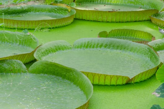 The large leaves of the Victoria-Seerose or also called Amazon-giant lily.