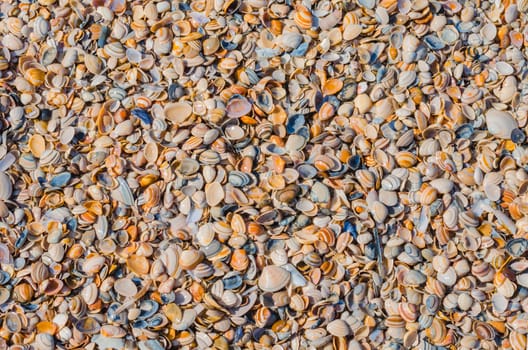Close-up of various shells washed up on the beach. Photographed from above..
