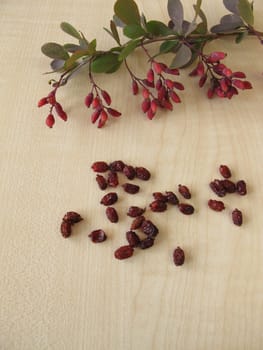 Barberry branch and dried barberry
