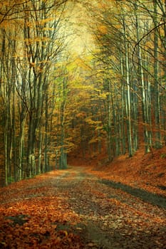 Vintage photo of curving road in autumn forest